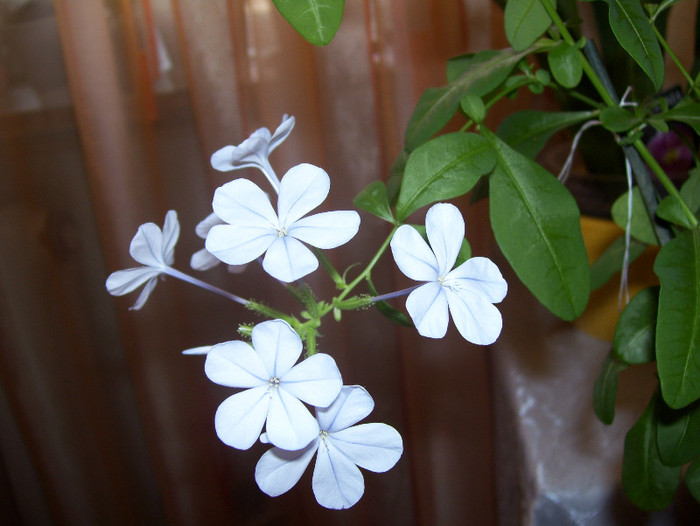 Plumbago(multumesc Ninutza)