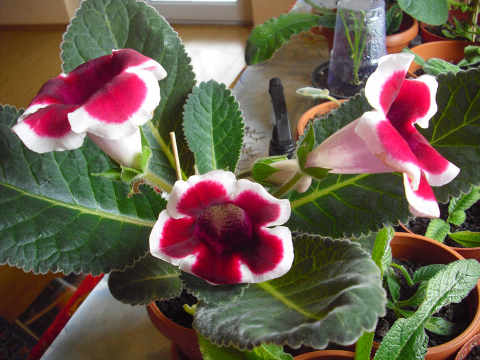 CIMG9435 - gloxinia 2012