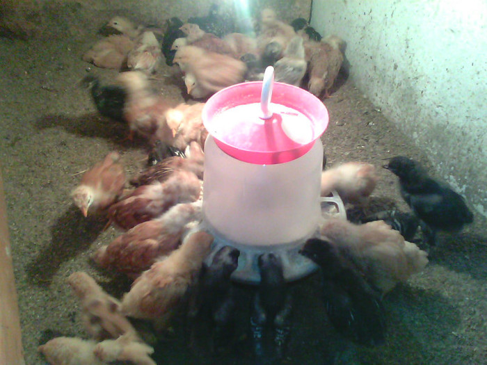 120301-2007(001); pui de 3 sapt
