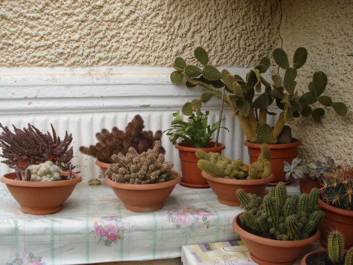 DSC09480 - cactusi 2012