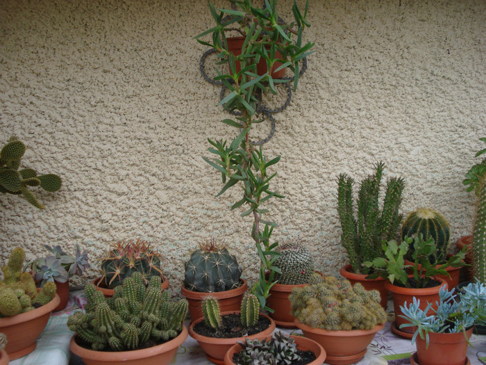 DSC09481 - cactusi 2012