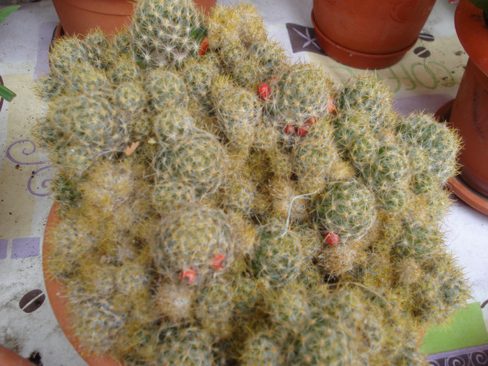 DSC09483 - cactusi 2012