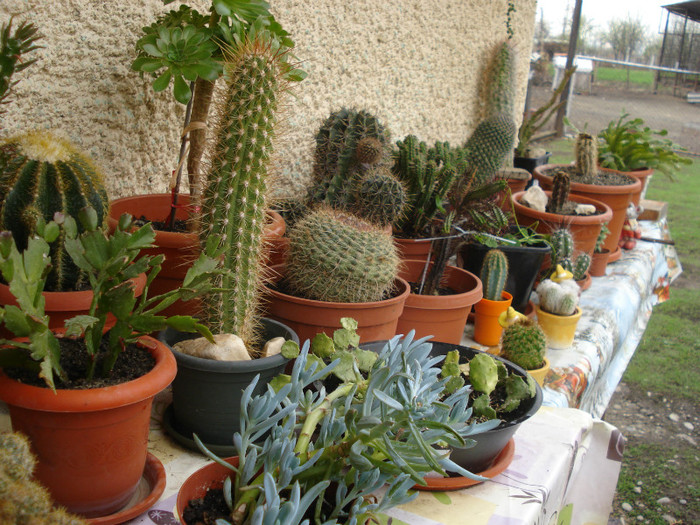 DSC09484 - cactusi 2012