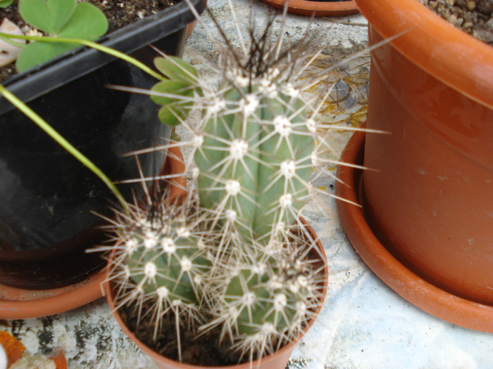 DSC09488 - cactusi 2012