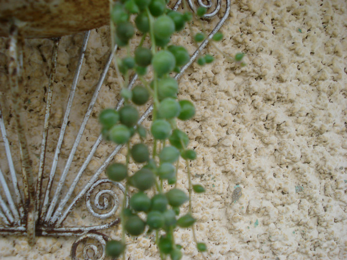 DSC09491 - cactusi 2012
