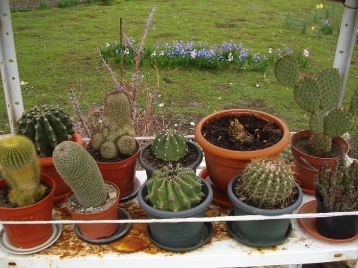 DSC09493 - cactusi 2012
