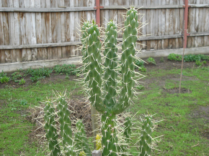 DSC09510 - cactusi 2012