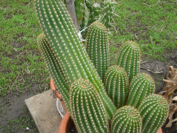 DSC09511 - cactusi 2012