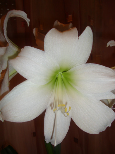  - florile mele2