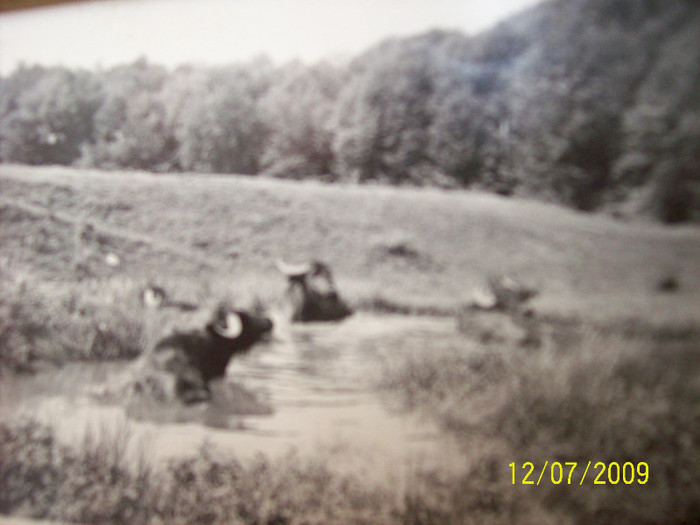 Bivoli la scaldat in taul din pasunat, de langa Paraul Popii la Palos ..in anii .40  .