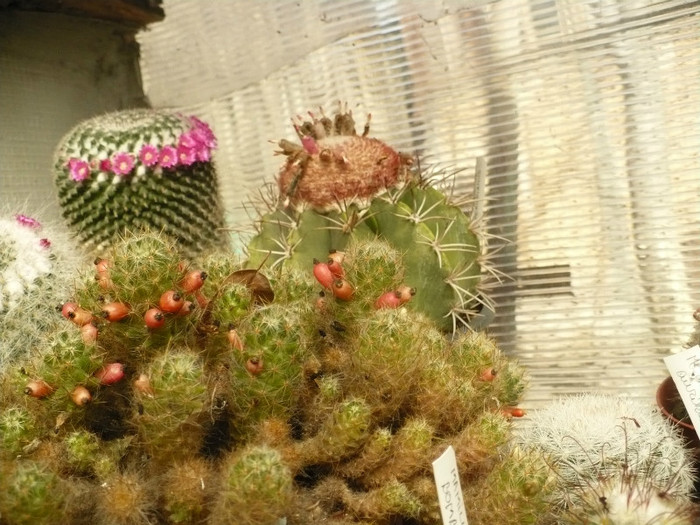 P1060394 - Cactusi