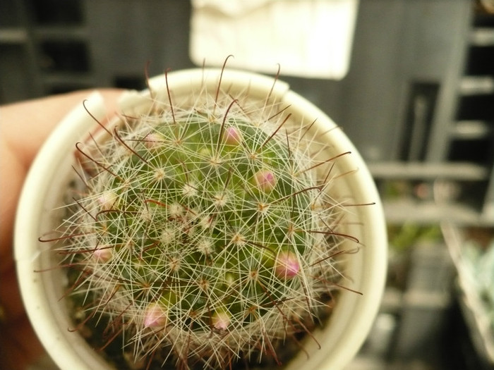 P1060395 - Cactusi