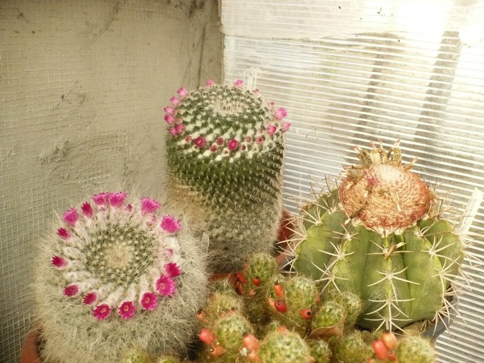 P1060438 - Cactusi