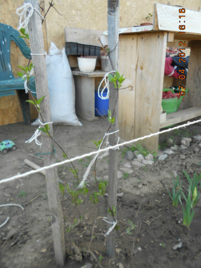 Clematita Andromeda