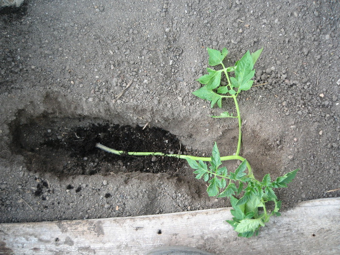 Plantat rosi metoda Maslov,30.03.2012 - Gradina 2012