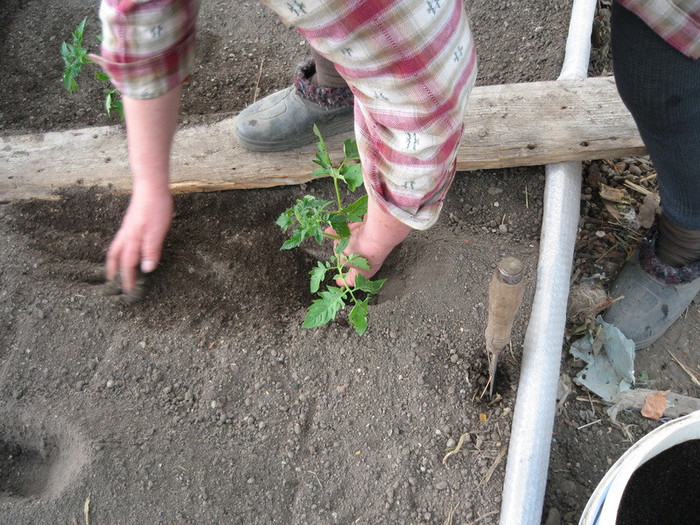 Plantat rosi metoda Maslov,30.03.2012 - Gradina 2012