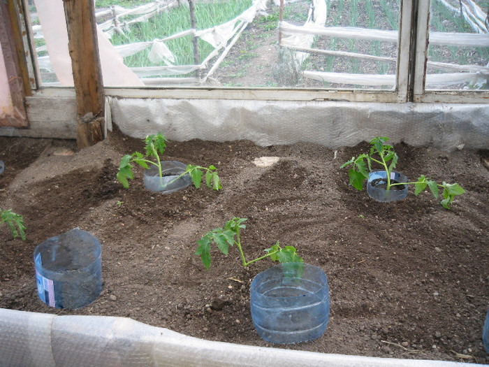 Plantat rosi metoda Maslov,30.03.2012 - Gradina 2012