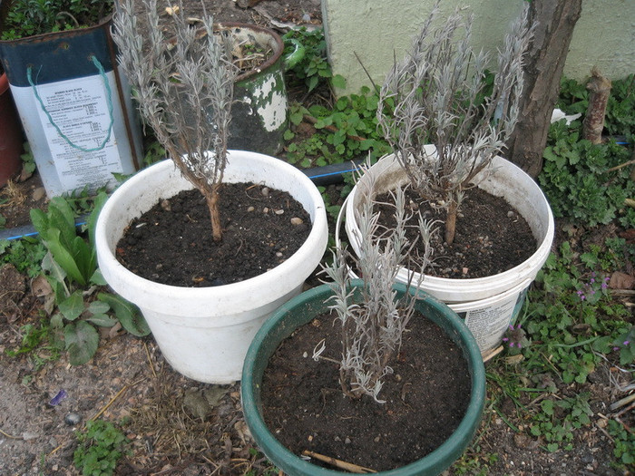 Lavanda ,martie 2012 - Gradina 2012