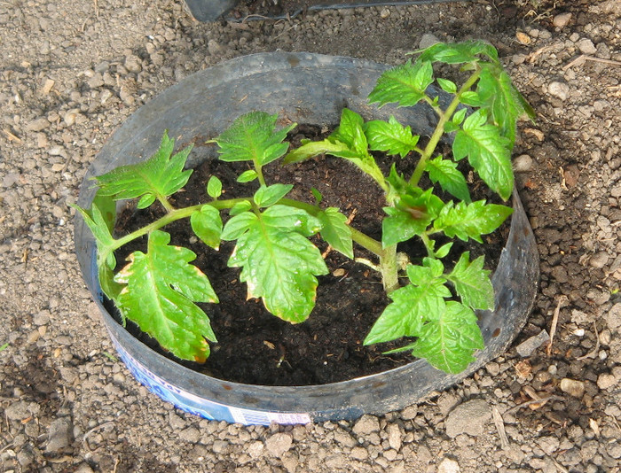 rosia dupa tratamentul cu infuziedeceapa - Gradina 2012