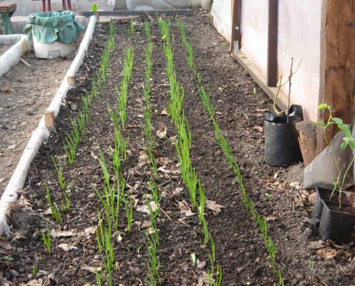 ceapa si usturoi pus acum doua saptamani in solar - Gradina 2012