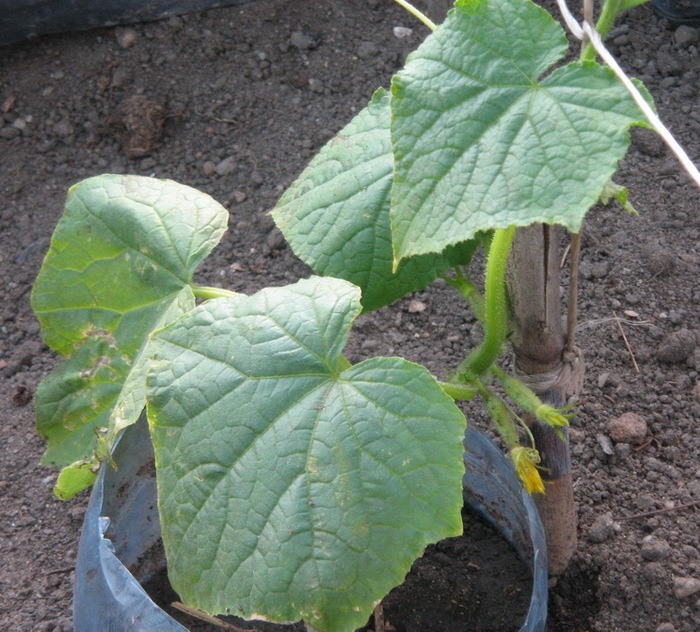 Castravete  plantat in solar 6 04 2012; l-am primit
