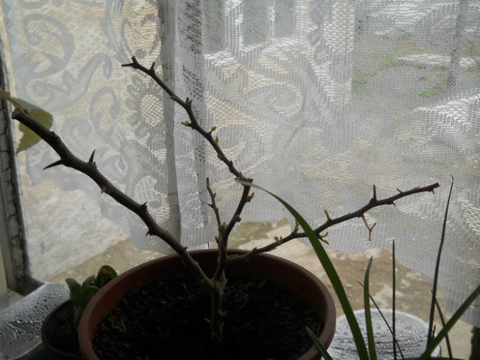 DSCN0436 - Florile mele 2012