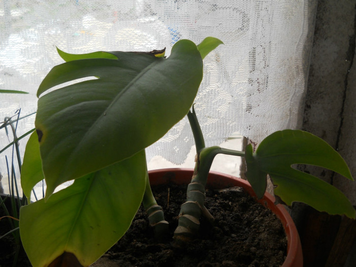 DSCN0438 - Florile mele 2012