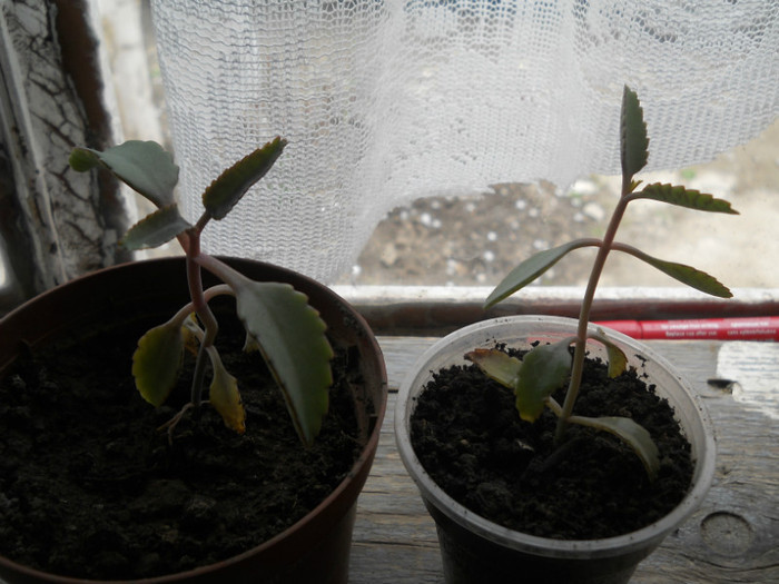 DSCN0440 - Florile mele 2012