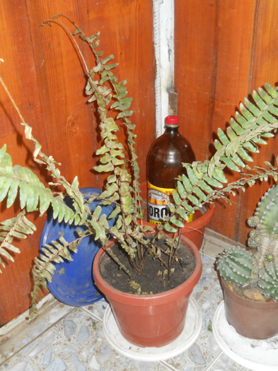 DSCN0444 - Florile mele 2012