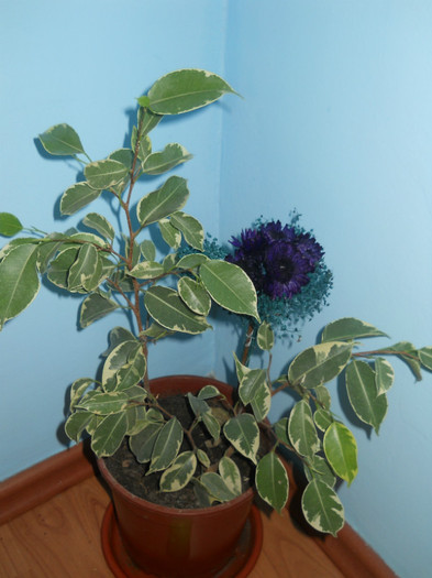 DSCN0466 - Florile mele 2012