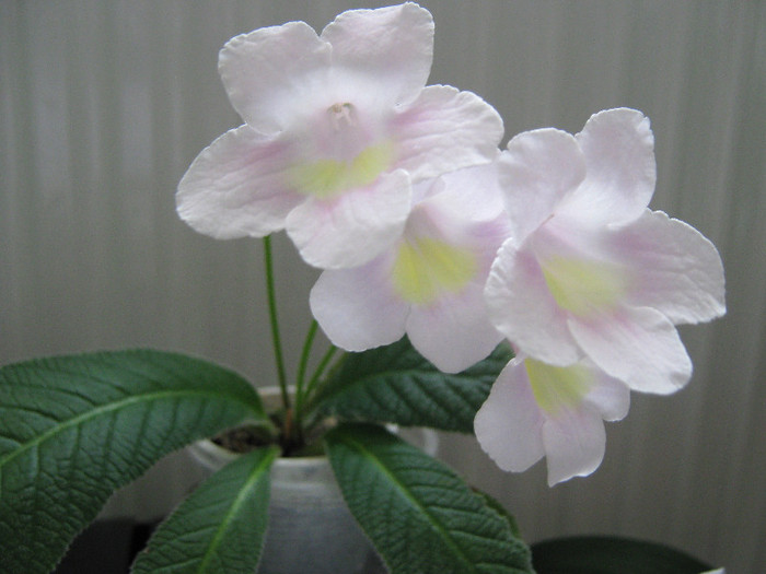  - streptocarpus Bristol_s Goose Egg