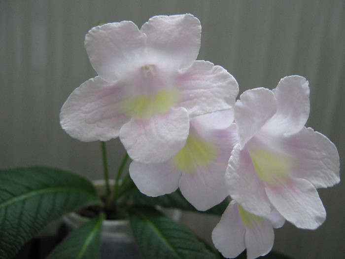  - streptocarpus Bristol_s Goose Egg