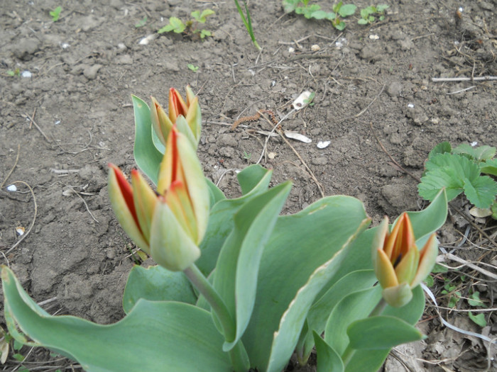 DSCN0428 - Florii de gradina 2012