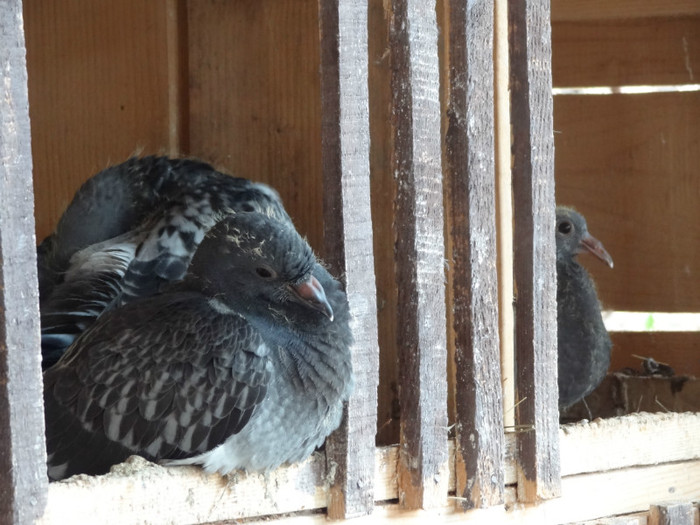 DSC02527 - Pui Aprilie 2012