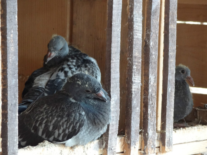 DSC02528 - Pui Aprilie 2012