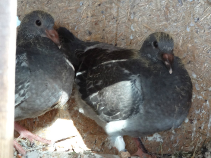 DSC02551 - Pui Aprilie 2012