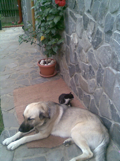 pisica e mama lui Felix - TARA 15 NOV 2008 - 24 SEPT 2017