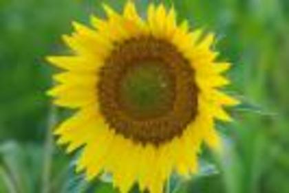 floarea soarelui - poze flori