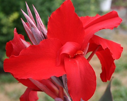 gladiola - forile mele de gradina si de ghiveci din anul 2011