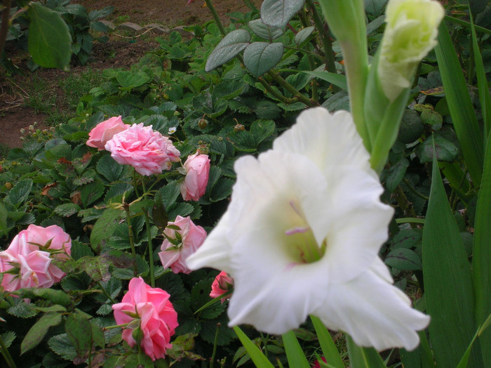 gladiola alba si trandafiri roz - forile mele de gradina si de ghiveci din anul 2011
