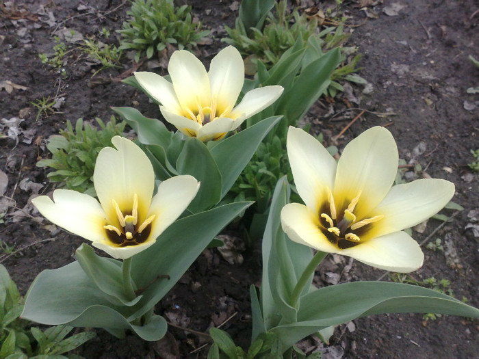 07042012 - Lalele