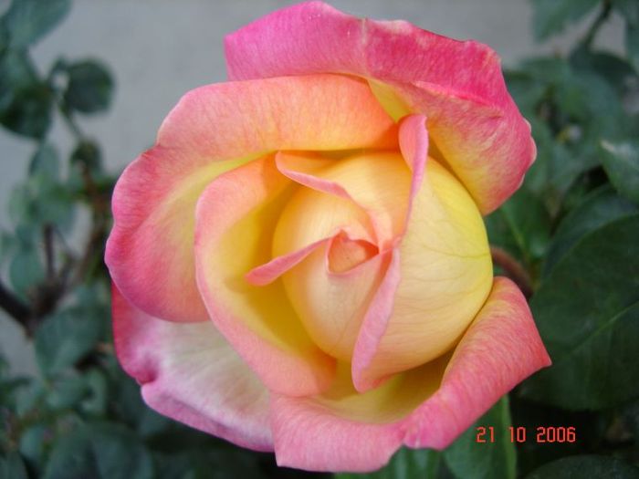 trandafir galben cu roz - forile mele de gradina si de ghiveci din anul 2011
