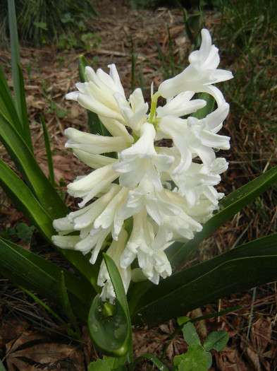 Hyacinth Carnegie (2012, April 06)