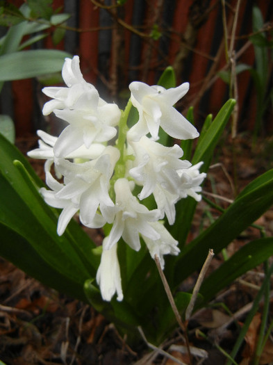 Hyacinth Carnegie (2012, April 06) - Hyacinth Carnegie