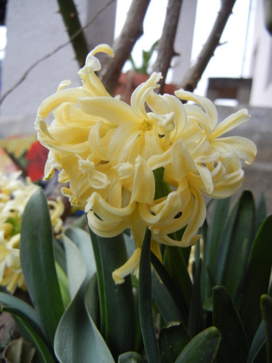 Hyacinth Yellow Queen (2012, April 04) - Hyacinth Yellow Queen