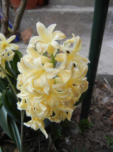 Hyacinth Yellow Queen (2012, April 04) - Hyacinth Yellow Queen