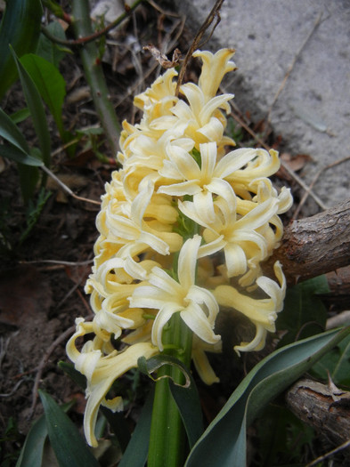 Hyacinth Yellow Queen (2012, April 04) - Hyacinth Yellow Queen