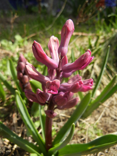 Hyacinth Woodstock (2012, April 04) - Hyacinth Woodstock