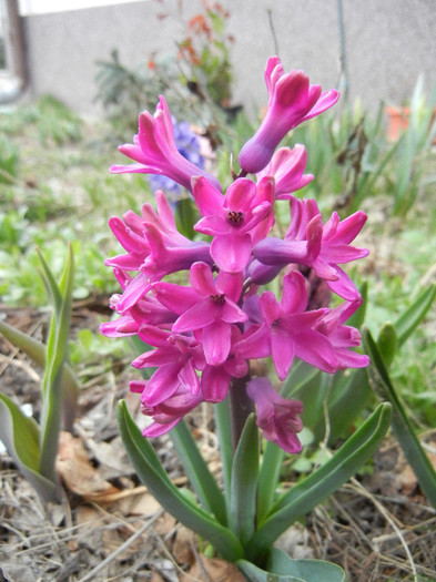 Hyacinth Woodstock (2012, April 04)