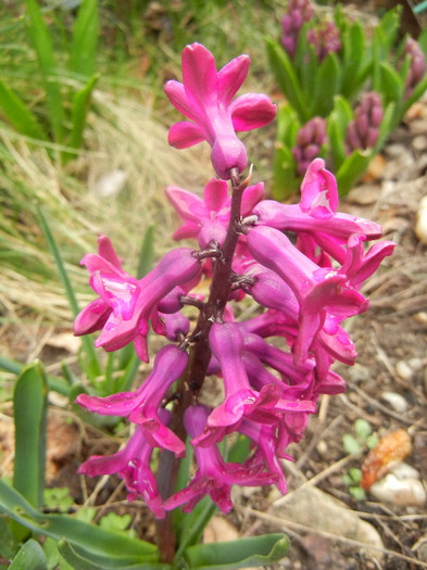 Hyacinth Woodstock (2012, April 06) - Hyacinth Woodstock